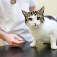 Myerscough Veterinary Group, Oswaldtwistle ico