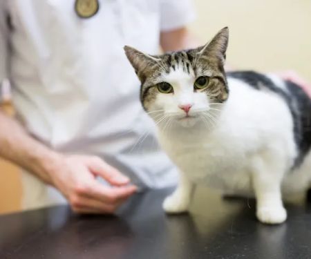Myerscough Veterinary Group, Oswaldtwistle
