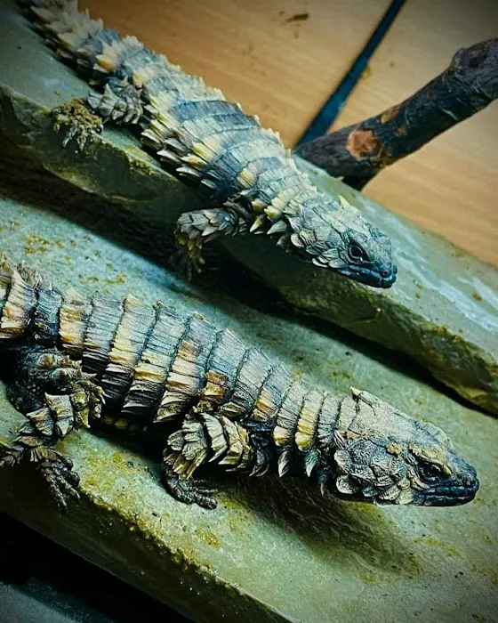 Lincoln Reptiles ltd Picture 5