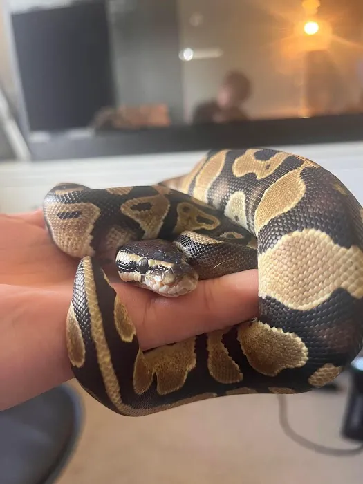 Lincoln Reptiles ltd Picture 6