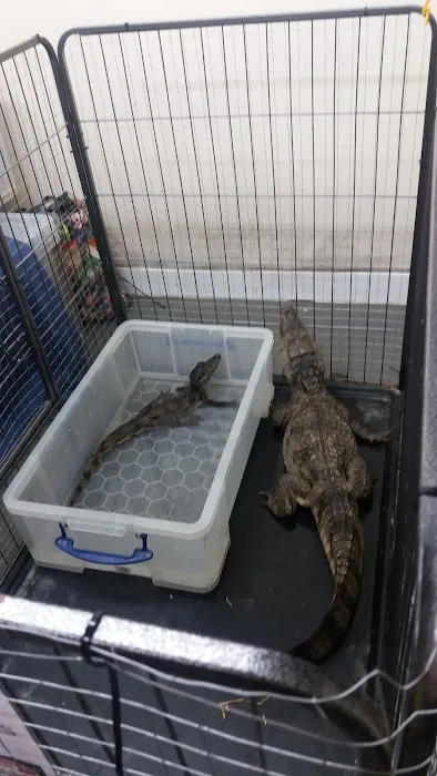 Lincoln Reptiles ltd Picture 9