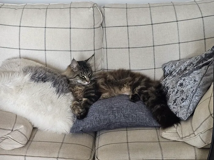 Rhoden Manor Cattery 5-STAR Picture 4
