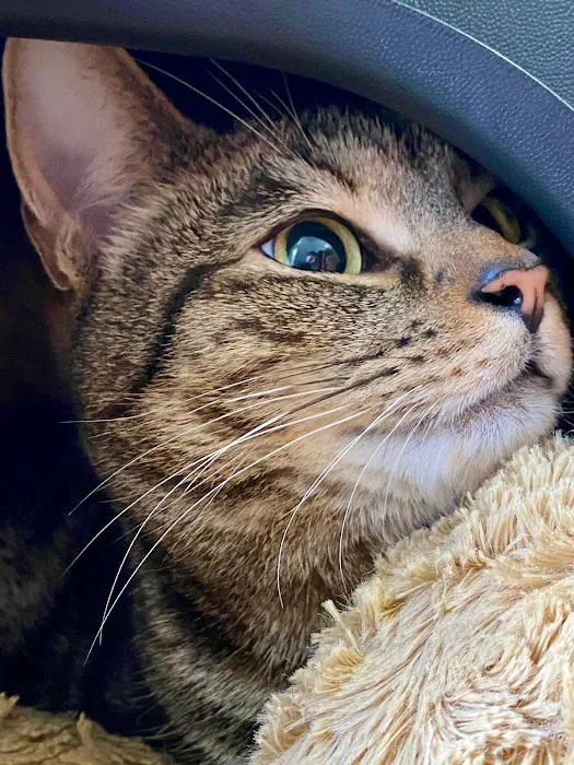 Rhoden Manor Cattery 5-STAR Picture 6