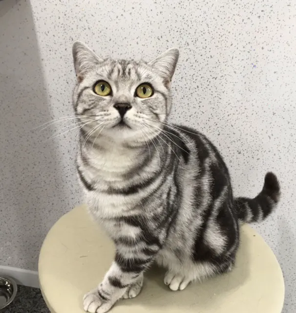 Rhoden Manor Cattery 5-STAR Picture 9