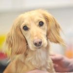 Myerscough Veterinary Group, Haslingden