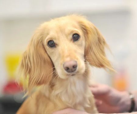 Myerscough Veterinary Group, Haslingden