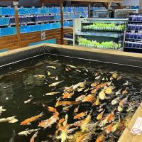 Maidenhead Aquatics Lincoln ico