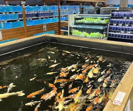 Maidenhead Aquatics Lincoln