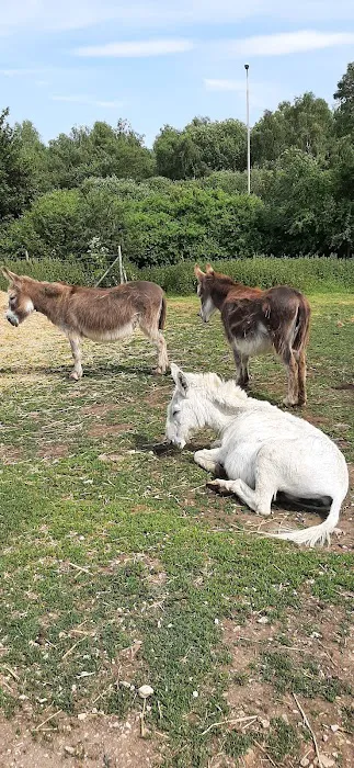 Maidenhead Aquatics Lincoln Picture 8