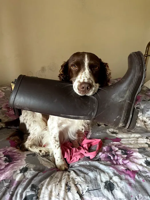 Meg K9 Custom Dog Leads Picture 2