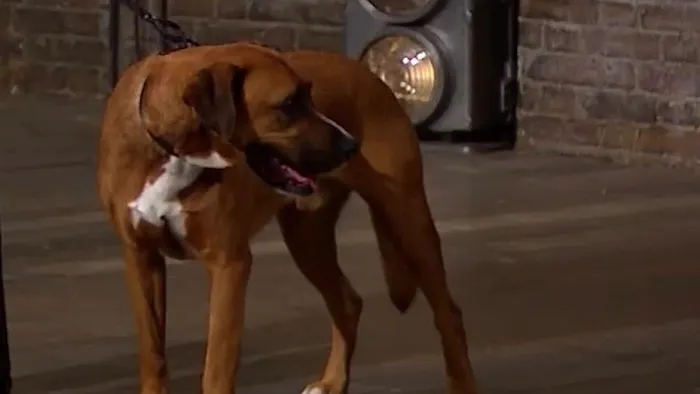 Meg K9 Custom Dog Leads Picture 3