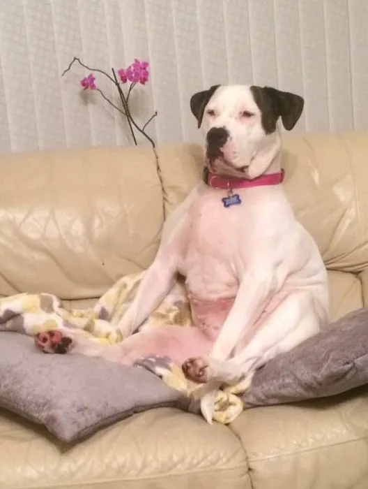 Meg K9 Custom Dog Leads Picture 4