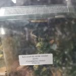 The Creepy Creatures Shop