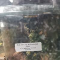 The Creepy Creatures Shop ico