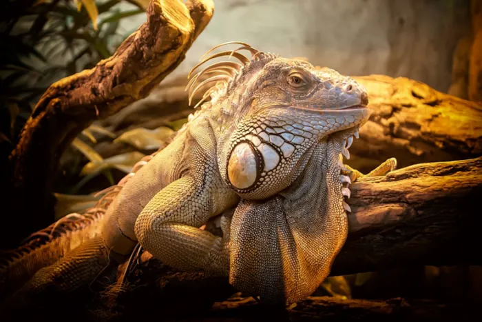 The Creepy Creatures Shop Picture 2