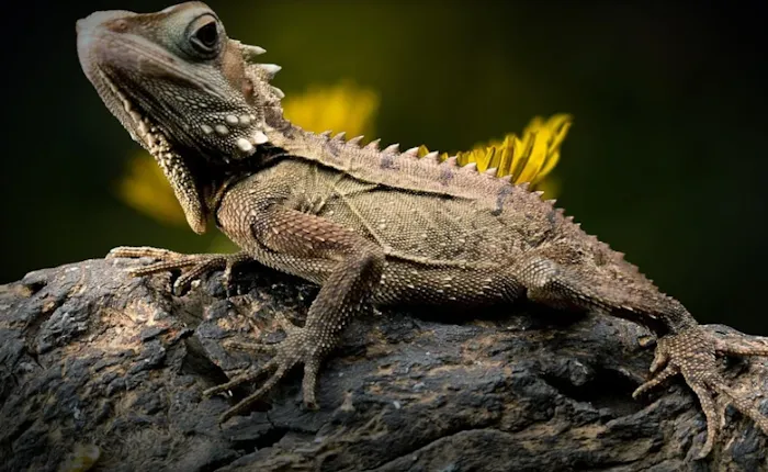 The Creepy Creatures Shop Picture 3