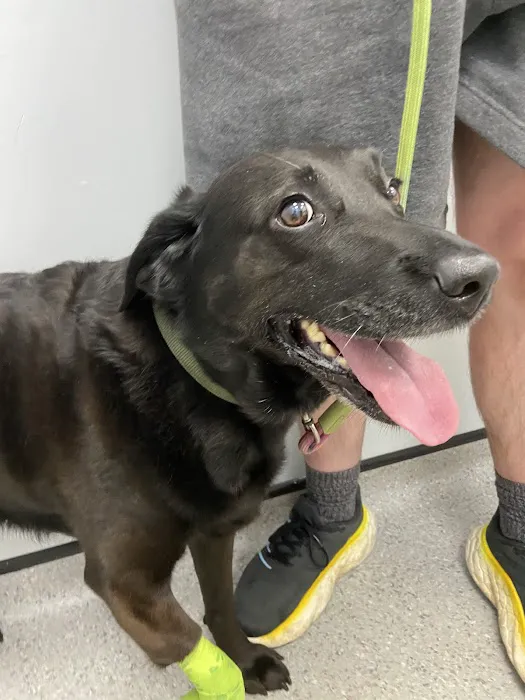 Vets4Pets - Lincoln South Picture 1