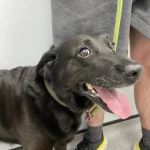 Vets4Pets - Lincoln South