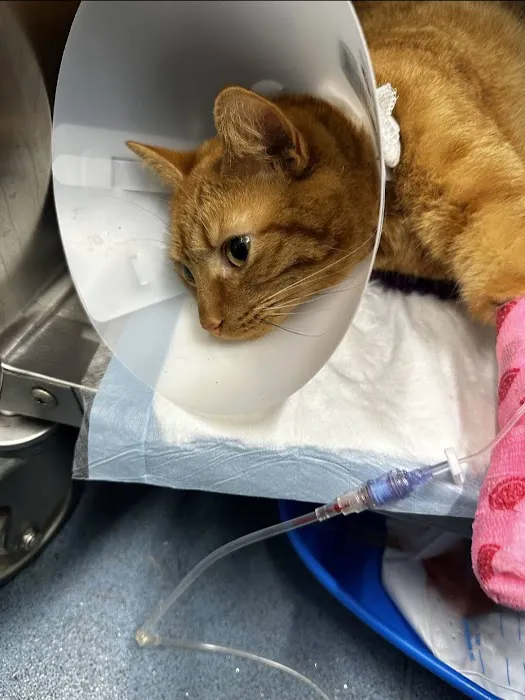 Vets4Pets - Lincoln South Picture 2