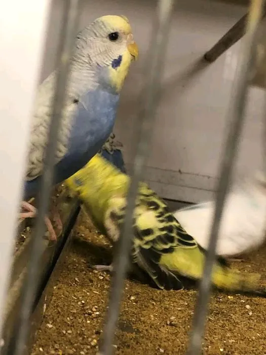 Waterlife & Pets Picture 1