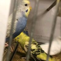 Waterlife & Pets ico