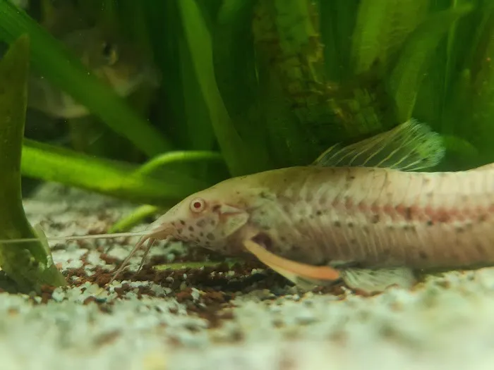 Waterlife & Pets Picture 5