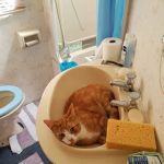 Rase Veterinary Centre - Lincoln Newark Road