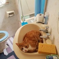 Rase Veterinary Centre - Lincoln Newark Road ico