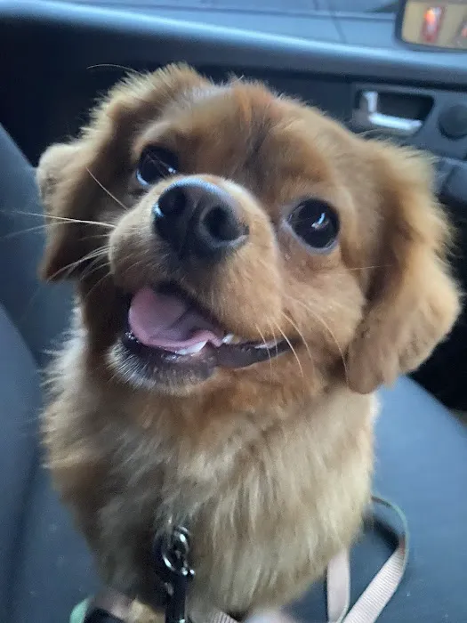 Pets at Home Burnley Picture 7