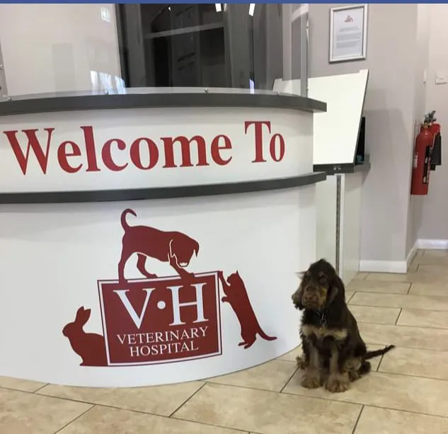 The Veterinary Hospital - Skellingthorpe Surgery Picture 9