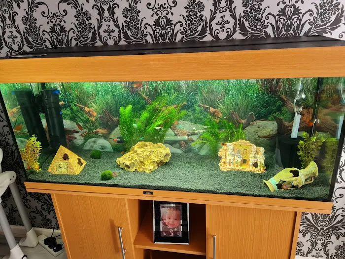 Zafs Aquatics and Pet supplies Picture 2