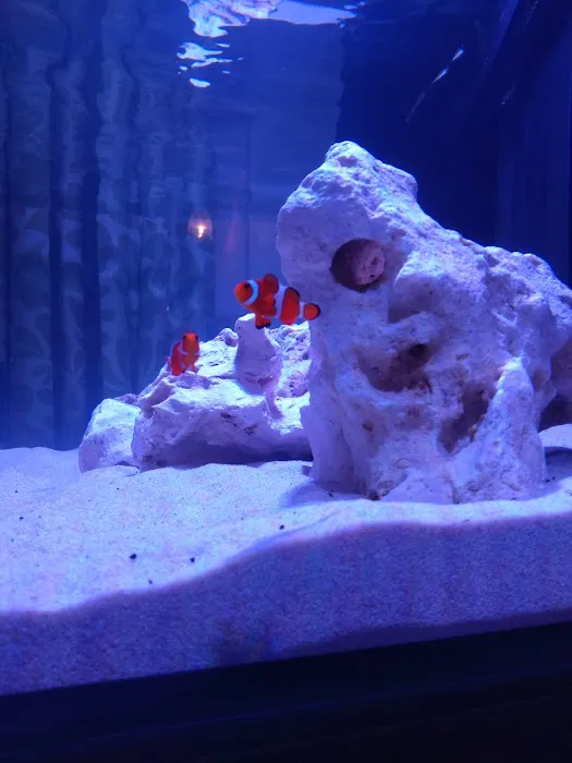 Zafs Aquatics and Pet supplies Picture 9