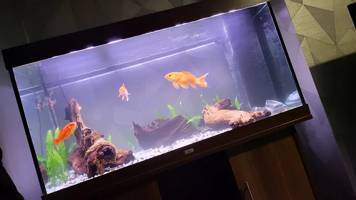 Zafs Aquatics and Pet supplies Picture 8