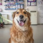 Lincvet