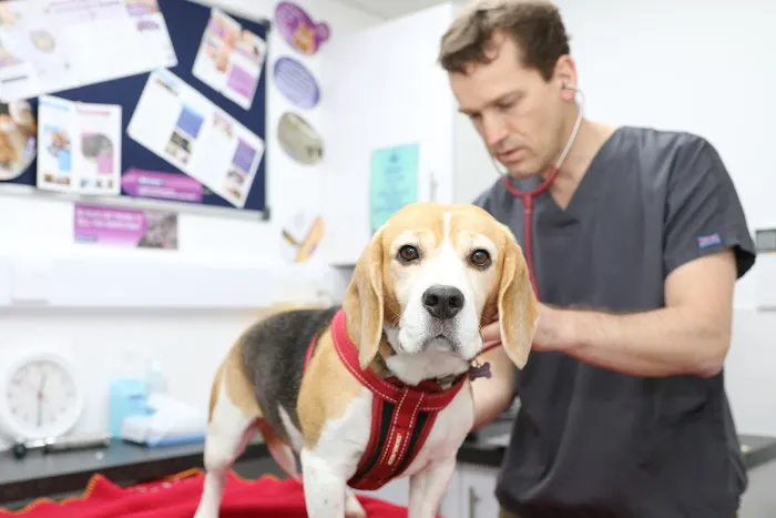 Lincvet Picture 3