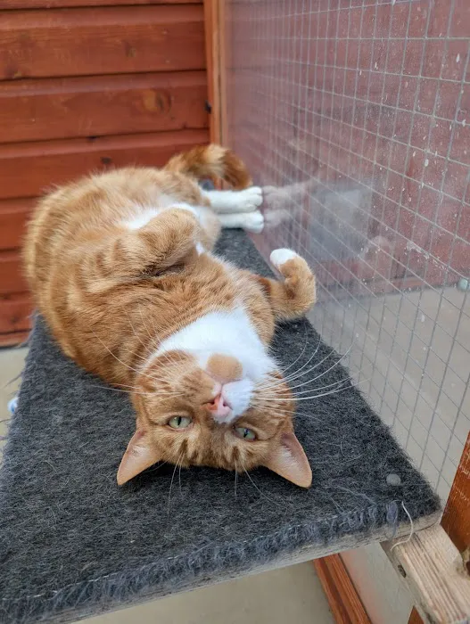 Paws Lodge Cattery Picture 1