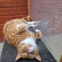 Paws Lodge Cattery ico