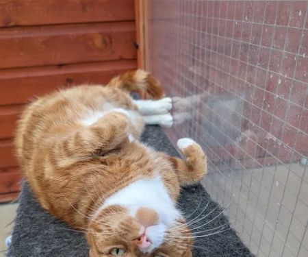 Paws Lodge Cattery