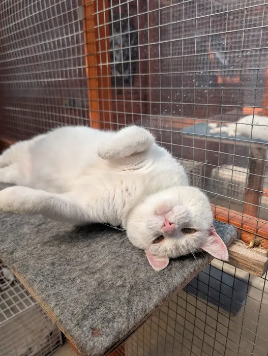 Paws Lodge Cattery Picture 2