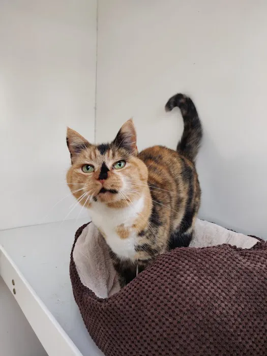 Paws Lodge Cattery Picture 4