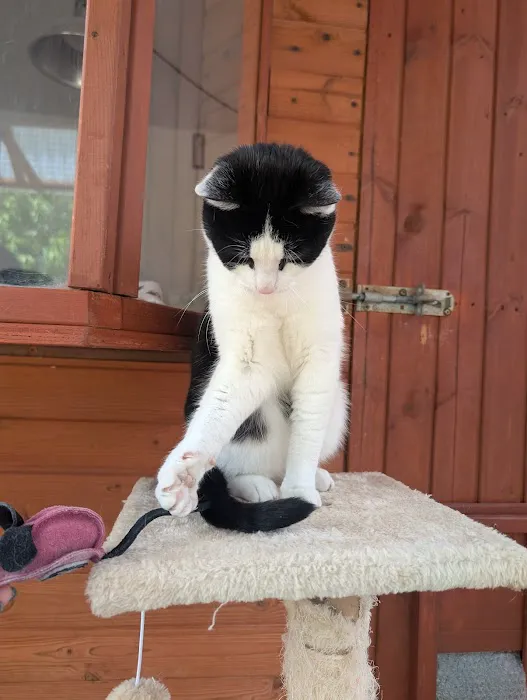 Paws Lodge Cattery Picture 6