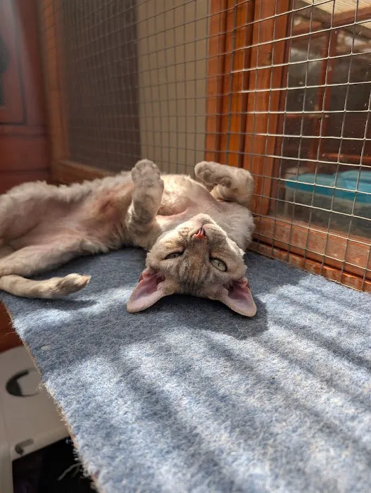 Paws Lodge Cattery Picture 9