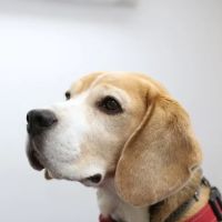 Lincvet ico