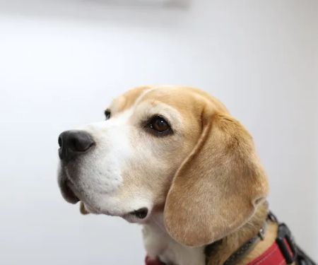 Lincvet