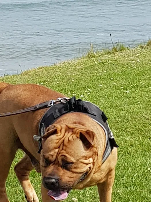 Lincvet Picture 8