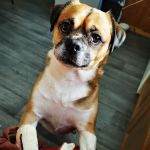 Clare Vet Clinic