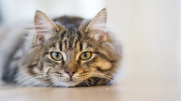 Clare Vet Clinic Picture 4