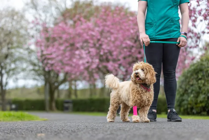 Clare Vet Clinic Picture 5