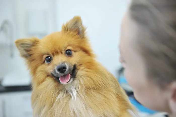 Clare Vet Clinic Picture 8