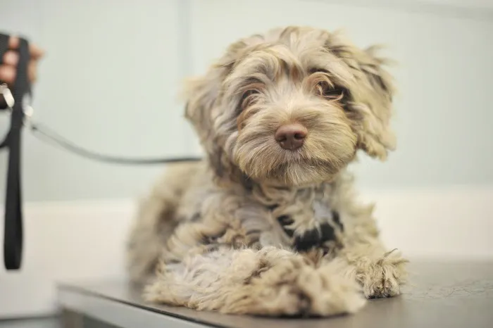 Clare Vet Clinic Picture 10